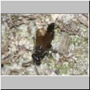 Miscophus ater - Grabwespe w01a 5mm - Sandgrube Niedringhaussee-det.jpg